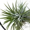Bloomique - Tillandsia Magic Ball w ozdobnym pierścieniu - Podgląd zdjęcia produktu 3