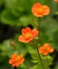 Stauden Gänge 10 x Geum coccim 'Koi' - Orangerotblühender Produktbild-Vorschau 3
