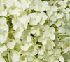 Dehner Schneeball-Hortensie Strong Annabelle®, creme-weiße Produktbild-Vorschau 3