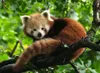 liczna czerwona panda Ravensburger 17381 Podgląd zdjęcia produktu 2