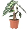 Pfeilblatt - Alocasia 'Polly' - Höhe ca. 25 cm, Topf-Ø 12 Produktbild-Vorschau 1