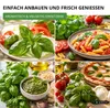 Basilikum Genoveser Samen - Ocimum basilicum - Produktbild-Vorschau 9