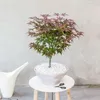 Klon japoński - Acer palmatum 'Atropurpureum' - Wysokość Podgląd zdjęcia produktu 5