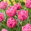 20er-Set Tulipa Double Pink, Tulpenzwiebeln, Wuchshöhe Produktbild-Vorschau 4