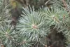Pinus sylvestris 'Watereri', Kiefer, kompakt, 50–60 cm Produktbild-Vorschau 6