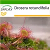 SAFLAX - Rosička okrúhlolistá - Drosera rotundifolia - 50 Náhľad obrázku produktu 10