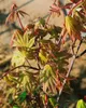 Acer palmatum 'Osakazuki', Japanischer Ahorn, leuchtend Produktbild-Vorschau 12