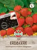 Sperli-Samen Erdbeere Elan Produktbild-Vorschau 1