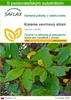 SAFLAX - korenie vavrínový strom - Laurus nobilis - 6 Náhľad obrázku produktu 1