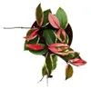 Hoya carnosa „Flamingo Dream“ – Kletternde Zimmerpflanze Produktbild-Vorschau 3