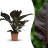 Green boutiQ - Plante d'intérieur - Philodendron - Voir les images du produit 1