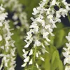 Glycinie Wisteria floribunda Alba - bílé kvety - 11cm x Náhled obrázku produktu 5
