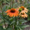 Stauden Gänge 1 x Echinacea purpurea 'Lakota Orange' - Produktbild-Vorschau 8