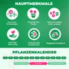 30 Lilien Zwiebeln Winterhart Mehrjährig - Budget Produktbild-Vorschau 5