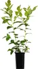 A potted blueberry plant with green leaves and stems against a white background. Anteprima dell’immagine prodotto