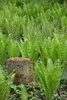 Matteuccia struthiopteris, Straußenfarn, 30–40 cm Produktbild-Vorschau 10