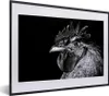 MuchoWow® MuchoWow® Gerahmtes Poster Hahn - Vogel - Schwarz Produktbild-Vorschau 1