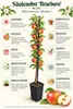 Melo 'Braeburn' – Albero di melo colonnare, ideale per Anteprima dell’immagine prodotto 2