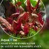 Aquarium Pflanze Echinodorus bleheri Topf Nr.371 AquaOne Produktbild-Vorschau 6