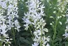 6 x  Dictamnus alb. 'Albiflorus' - Brennender Busch - Topf Produktbild-Vorschau 1