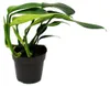 Philodendron « Queue de dragon » - Rhaphidophora decursiva Voir les images du produit 2