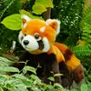 Plüsch Roter Panda 18 cm Umweltfreundlich Produktbild-Vorschau 4