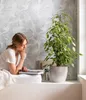 Dehner Birkenfeige Forever, Ficus benjamina, im Sortenmix, Produktbild-Vorschau 6
