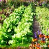Leaf Insects Blattinsekten-Konzentrat -5 L für 5000 m2- Produktbild-Vorschau 5