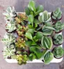 10 Sukkulenten im 5,5er Topf, 5 Sorten 8-15 cm - LE Produktbild-Vorschau 3