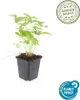 Plantes couvre-sol - Fraise des bois - Fragaria vesca - Pot Voir les images du produit 2
