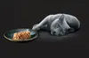 A grey cat is lying next to a plate of cat food. Náhled obrázku produktu