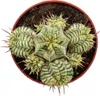 Euphorbia meloformis variegata Euforbia variegata a globo Anteprima dell’immagine prodotto 3
