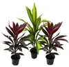 Lot 3 kusů Cordyline fruticosa, Lys Club, 12cm květináč Náhled obrázku produktu 1