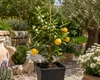Yuzu Zitrone ca. 40 cm Citrus junos winterharte Japanische Produktbild-Vorschau 1