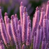 Bloomique - Lot de 3 - Liatris spicata 'Kobold' - Liatris Voir les images du produit 2