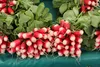 SAFLAX - Bio - Rzodkiewki - Śniadanie - 150 Nasiona - Podgląd zdjęcia produktu 4