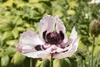 Papaver orientale 'Royal Wedding', Türkischer Mohn, weiß, Produktbild-Vorschau 8