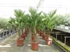 Palme winterhart 150 - 180 cm Trachycarpus Wagnerianus Produktbild-Vorschau 6