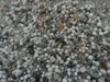 HaGaFe Bambusdünger, Ziergrasdünger, 1 x 10kg, Produktbild-Vorschau 3