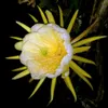 Žltá pitahaya (Hylocereus megalanthus)  – 10 semien Náhľad obrázku produktu 3