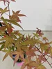 Set van 2 Japanse esdoorn 'Deshojo' – Acer palmatum, Productafbeelding-voorbeeld 4