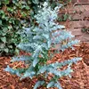 Semena Eucalyptus Gunnii - balení 10 ks - Exotická semena - Náhled obrázku produktu 8