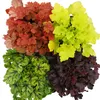 Copri-terreno rustico - Heuchera mix - Estate indiana - 8 Anteprima dell’immagine prodotto 2