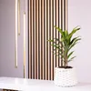 Keulenlilie Kiwi - Cordyline - Höhe ca. 40 cm, Topf-Ø 12 cm Produktbild-Vorschau 3