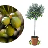 Meine Orangerie Olivenbaum Mezzo - echter Olivenbaum - 80 Produktbild-Vorschau 1