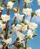 Lonicera purpusii 'Winter Beauty', Duft-Heckenkirsche, Produktbild-Vorschau 1
