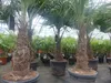 2 Stück im Palmenset Trachycarpus fortunei dicke Stämme 200 Produktbild-Vorschau 5