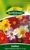 Quedlinburger Saatgut - Dahlien Mignon Mischung - Samen - Produktbild-Vorschau 1