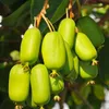 Actinidia Jumbo femmina 2L Anteprima dell’immagine prodotto 1