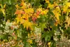 Liquidambar styraciflua, Amberbaum, 100–125 cm Produktbild-Vorschau 6